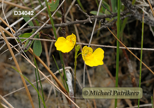 Flat-leaved Bladderwort (Utricularia intermedia)